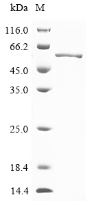Canine coronavirus Nucleoprotein Protein