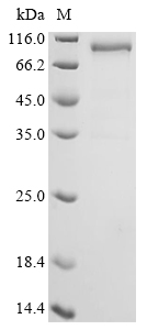 Human SERPINB9 Protein (Biotin)