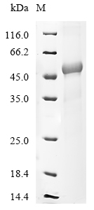 Human FCGR3A Protein