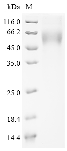 Severe acute respiratory syndrome coronavirus 2 Spike glycoprotein Protein