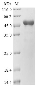 Mouse Aif1 Protein