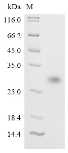 Severe acute respiratory syndrome coronavirus 2 Spike glycoprotein Protein