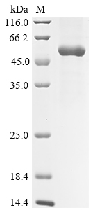 Severe acute respiratory syndrome coronavirus 2 Spike glycoprotein Protein