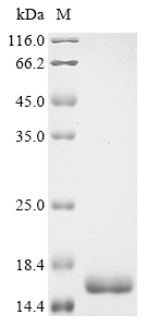 Human TNF Protein