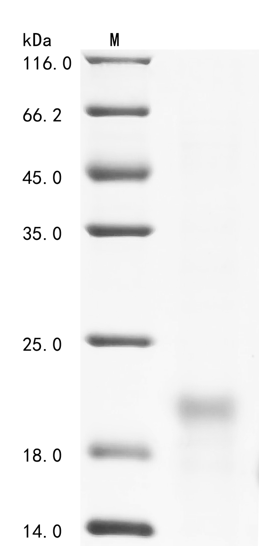 IL33 Protein