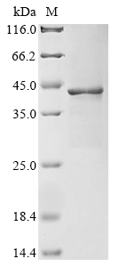 ddl Protein