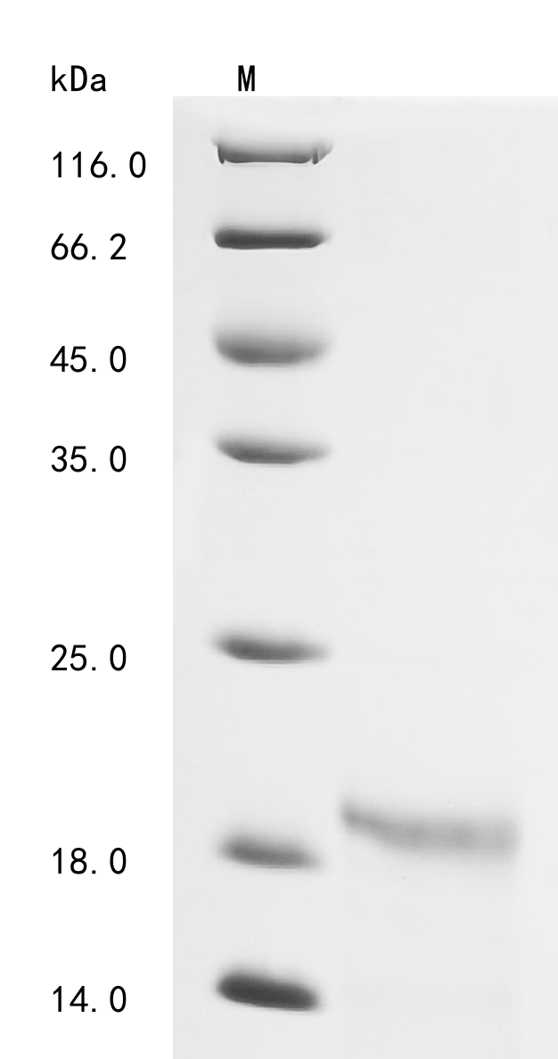 IL4 Protein