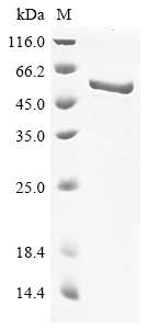 Canine coronavirus Nucleoprotein Protein
