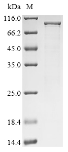 Mouse Zc3h12a Protein