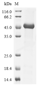 Rat Csf1 Protein