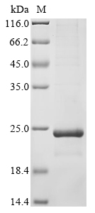 Feline coronavirus Non-structural protein 7a Protein