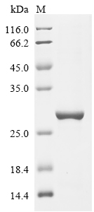 Human ITGA2 Protein