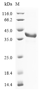Mouse Fgl1 Protein