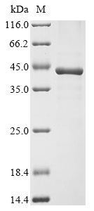 Mouse Fcn1 Protein