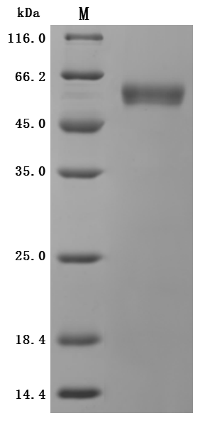 Human DDR1 Protein