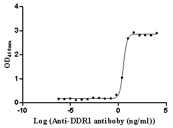 Human DDR1 Protein