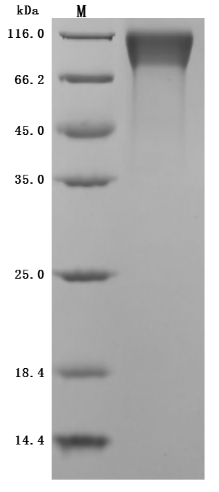 Mouse Mertk Protein