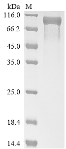 Human CSF3R Protein