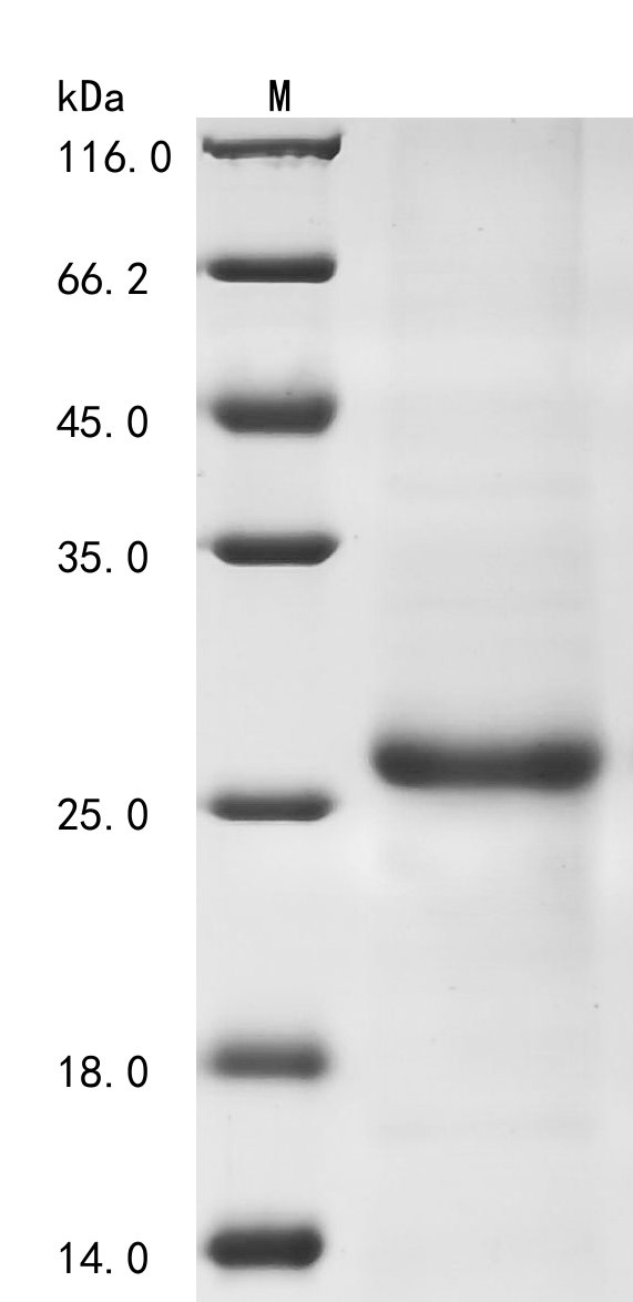 IL33 Protein