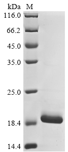 Bovine coronavirus Non-structural protein of 4.9 kDa Protein