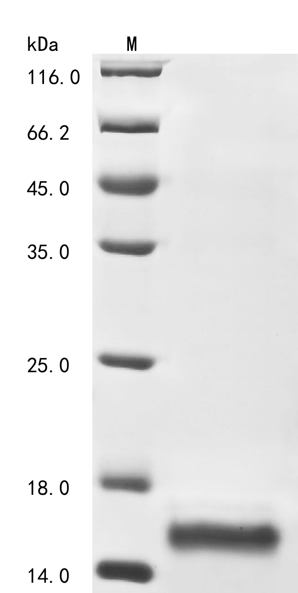 Bovine coronavirus Non-structural protein of 4.9 kDa Protein