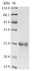 IL33 Protein