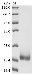 Mouse Cd3e Protein