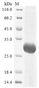 Human CSF3R Protein