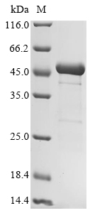 Human EIF3F Protein