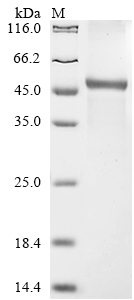 Human COL6A2 Protein