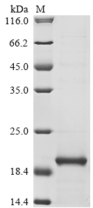Human IL18 Protein