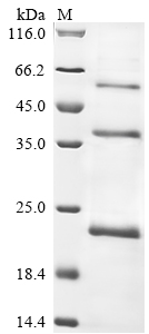 Human CORIN Protein