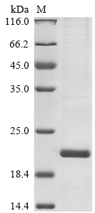 Bovine coronavirus Non-structural protein of 4.8 kDa Protein