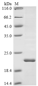 Bovine coronavirus Non-structural protein of 4.9 kDa Protein
