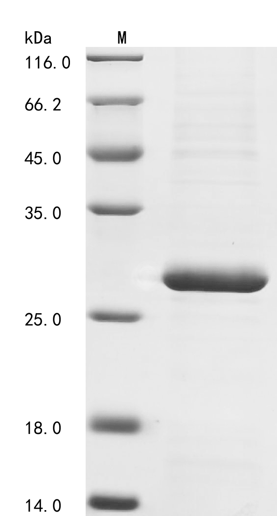 Human IL2RG Protein