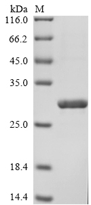 Human FCER2 Protein