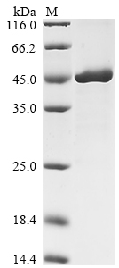 Human FCER2 Protein