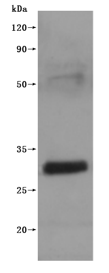 Mouse Cldn18-VLPs Protein