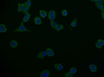 ABCB1 Antibody