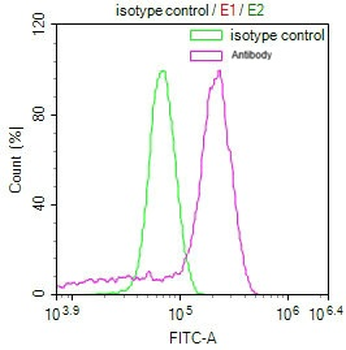 ABCB1 Antibody