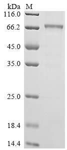 Recombinant Human Interleukin-12 receptor subunit beta-1 (IL12RB1), partial
