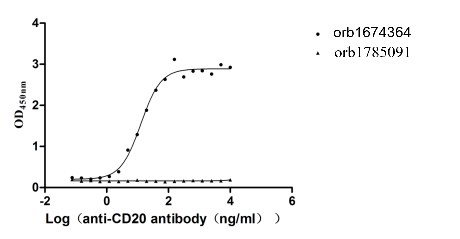 Recombinant Macaca fascicularis Membrane spanning 4-domains A1 (MS4A1)-VLPs (Active)