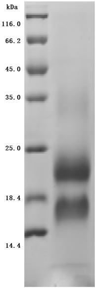Recombinant Macaca fascicularis lymphocyte antigen 6 family member G6D (LY6G6D) (Active)
