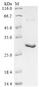 Recombinant Pig Caspase-1 (CASP1), partial