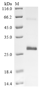 Recombinant Horse Vascular endothelial growth factor A (VEGFA)