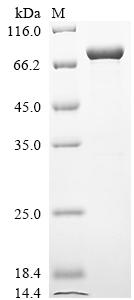 Recombinant Mouse Heat shock protein 75 kDa, mitochondrial (Trap1)