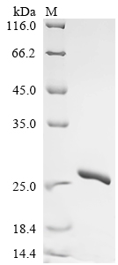 Recombinant Mouse Interleukin-18 (Il18) (N36H,M85A,K87G,E90R,V91A,L94K)