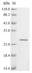 Recombinant Dog T-cell surface glycoprotein CD8 alpha chain (CD8A), partial