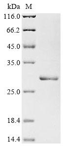 Recombinant Rat Interleukin-11 (Il11)