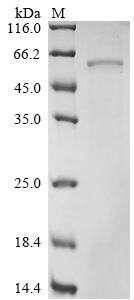 Recombinant Rat Glucose-6-phosphate isomerase (Gpi)